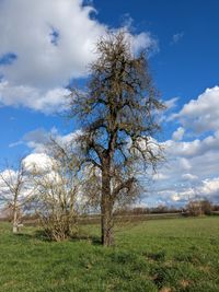 Gruppe Streuobstwiese Leeheim: Alter Birnbaum (&gt;100 Jahre)