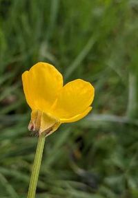 Knolliger Hahnenfu&szlig; (Ranunculus bulbosus)