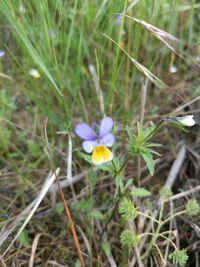 Wildes Stiefm&uuml;tterchen (Viola tricolor)